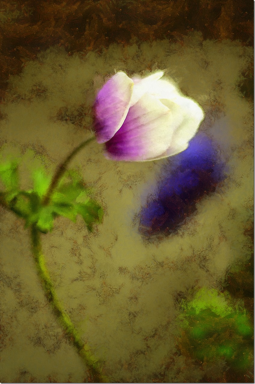 Flower IMGP9422_DAP_Portraitist4