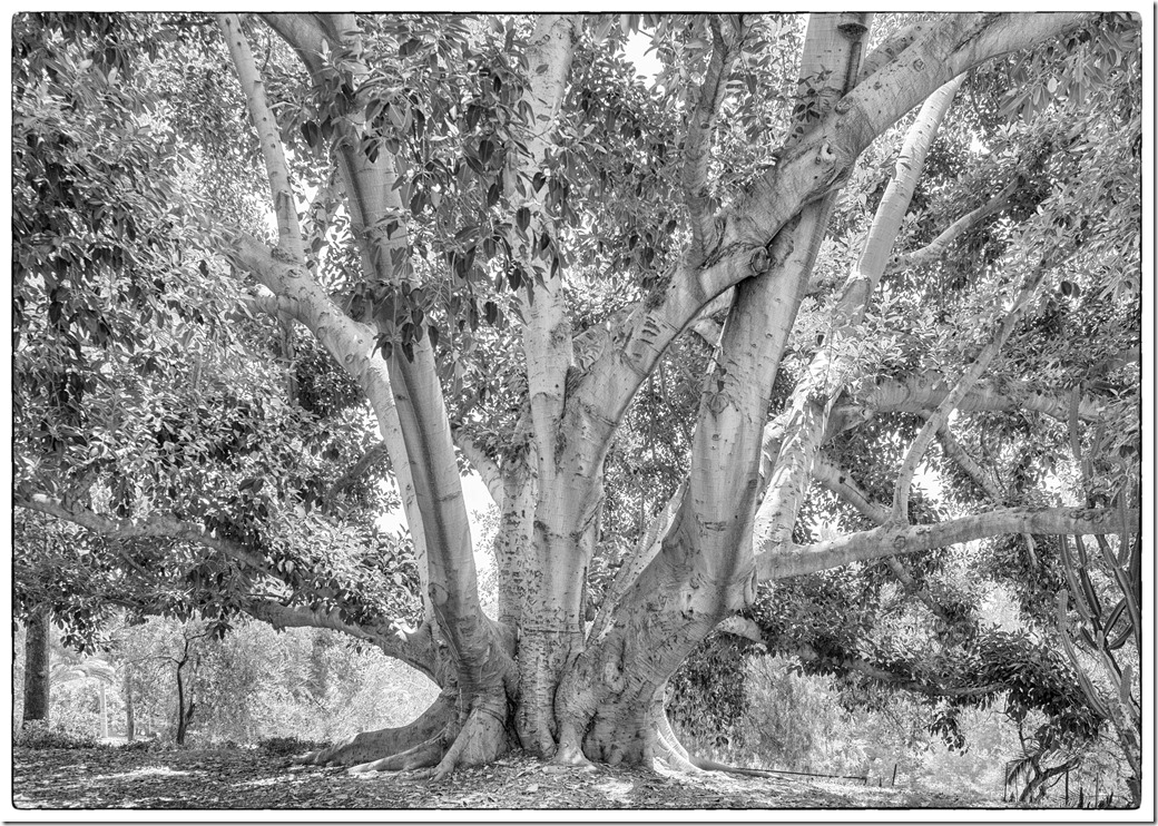 Bay Fig Morton Tree L1020049