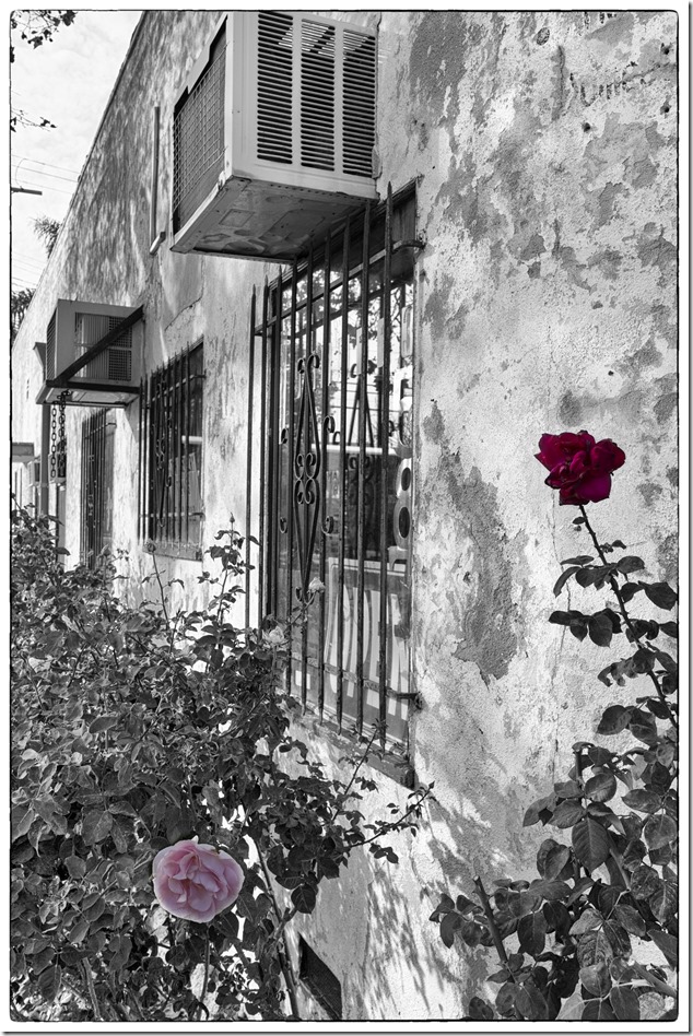 Rose 1L9490120-2 copy