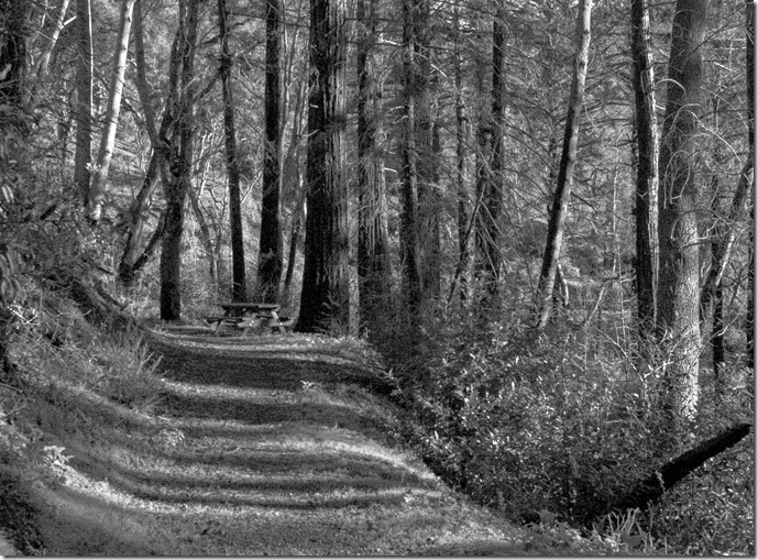 Big Sur woods_SDI4255 copy