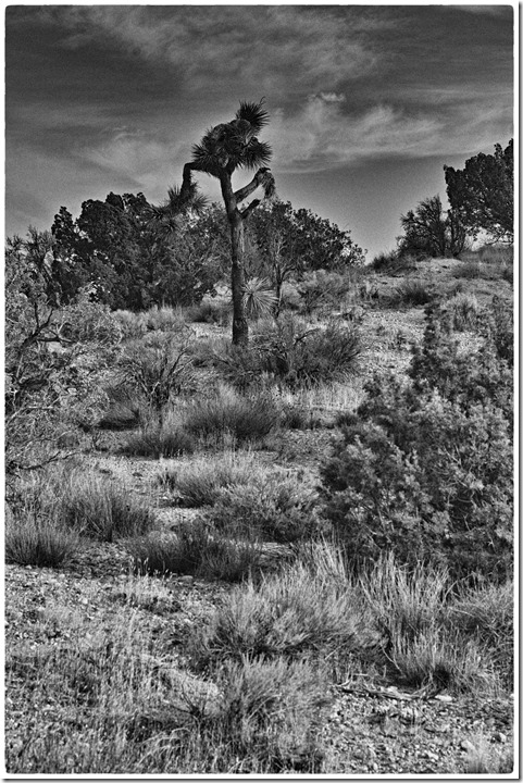 desert _SDI4200 copy