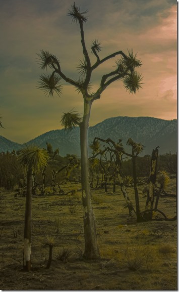 desert _SDI4212 copy